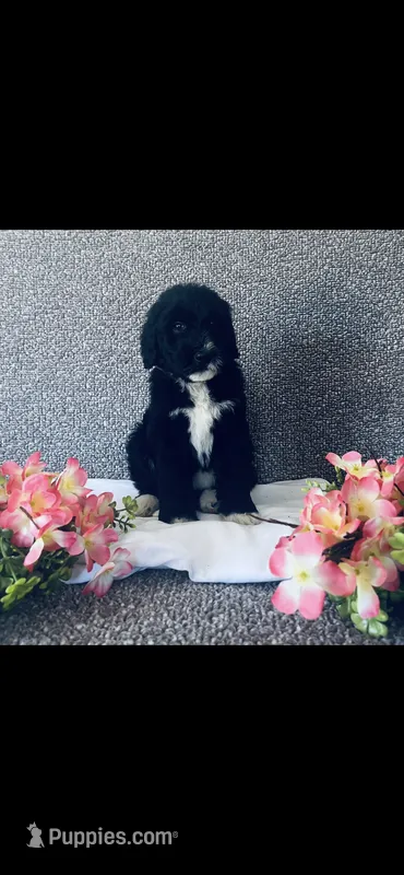 Martha  – Poodle - Standard , Newfypoo puppy for sale in Burlington, NC