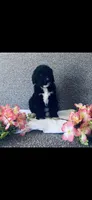 Martha , a female Poodle - Standard  and Newfypoo for sale in Burlington, NC – 5 of 10