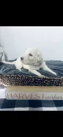 Derek, a male Poodle - Standard  and Newfypoo for sale in Burlington, NC – 3 of 4