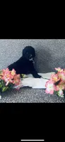 Martha , a female Poodle - Standard  and Newfypoo for sale in Burlington, NC – 6 of 10