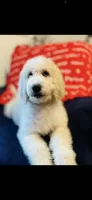Bernice , a female Poodle - Standard  and Newfypoo for sale in Burlington, NC – 3 of 10