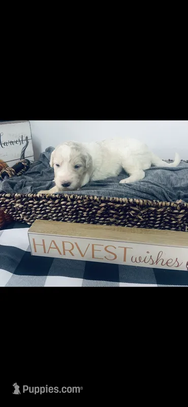 Christina  – Poodle - Standard , Newfypoo puppy for sale in Burlington, NC