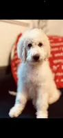 Bernice , a female Poodle - Standard  and Newfypoo for sale in Burlington, NC – 2 of 10
