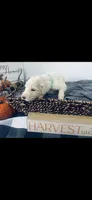 Izzy, a female Poodle - Standard  and Newfypoo for sale in Burlington, NC – 4 of 4