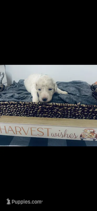 Izzy – Poodle - Standard , Newfypoo puppy for sale in Burlington, NC