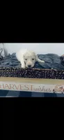 Izzy, a female Poodle - Standard  and Newfypoo for sale in Burlington, NC – 1 of 4