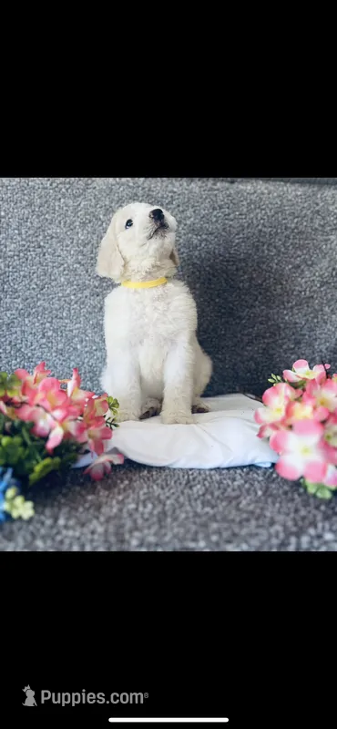 Bernice  – Poodle - Standard , Newfypoo puppy for sale in Burlington, NC