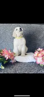 Bernice , a female Poodle - Standard  and Newfypoo for sale in Burlington, NC – 6 of 10