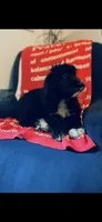 Martha , a female Poodle - Standard  and Newfypoo for sale in Burlington, NC – 3 of 10