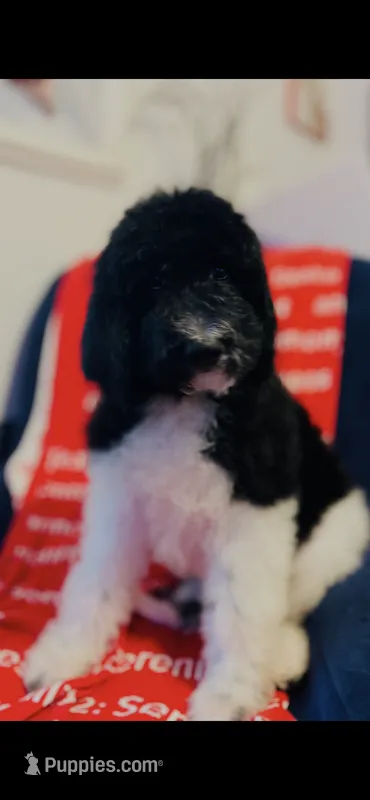 Micah  – Poodle - Standard , Newfypoo puppy for sale in Burlington, NC