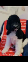 Micah , a male Poodle - Standard  and Newfypoo for sale in Burlington, NC – 1 of 10
