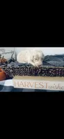 Alex, a male Poodle - Standard  and Newfypoo for sale in Burlington, NC – 4 of 4