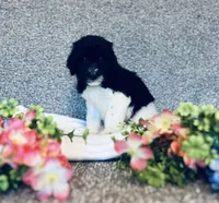 Micah , a male Poodle - Standard  and Newfypoo for sale in Burlington, NC – 7 of 10