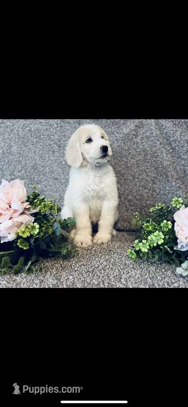 Bernice  – Poodle - Standard , Newfypoo puppy for sale in Burlington, NC