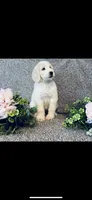 Bernice , a female Poodle - Standard  and Newfypoo for sale in Burlington, NC – 1 of 10