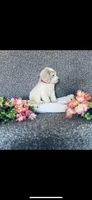 Mary, a female Poodle - Standard  and Newfypoo for sale in Burlington, NC – 6 of 10