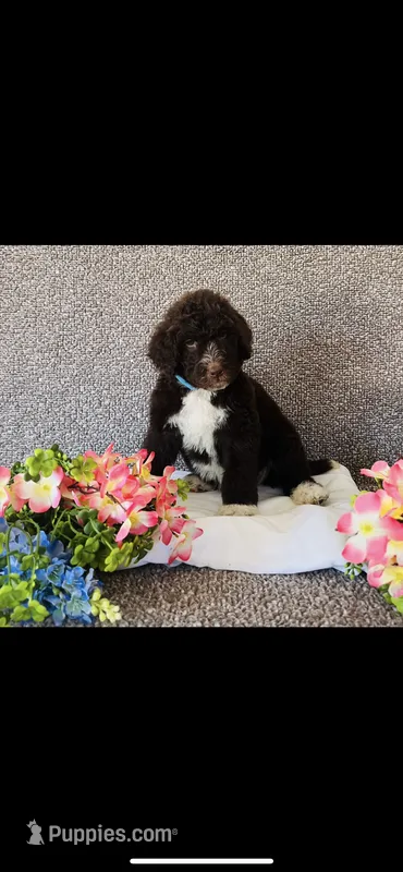 Ruth – Poodle - Standard , Newfypoo puppy for sale in Burlington, NC