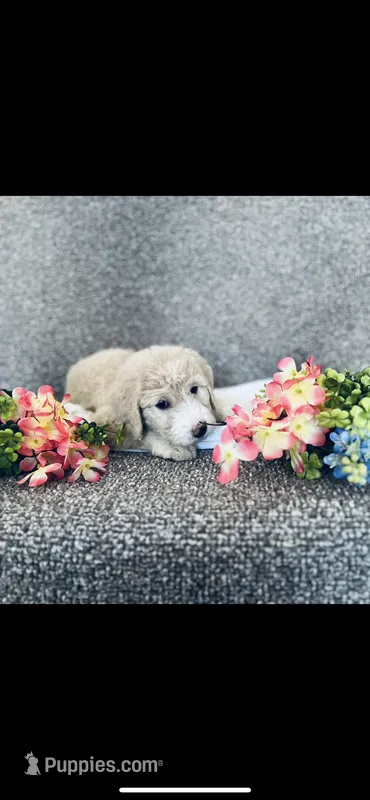 Phoebe  – Poodle - Standard , Newfypoo puppy for sale in Burlington, NC
