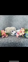 Phoebe , a female Poodle - Standard  and Newfypoo for sale in Burlington, NC – 4 of 10