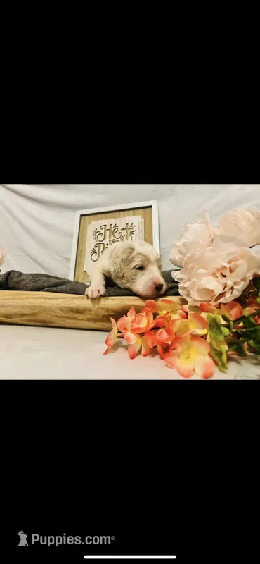 Mary – Poodle - Standard , Newfypoo puppy for sale in Burlington, NC