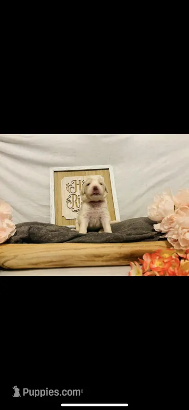 Mary – Poodle - Standard , Newfypoo puppy for sale in Burlington, NC