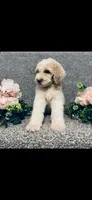 Mary, a female Poodle - Standard  and Newfypoo for sale in Burlington, NC – 2 of 10