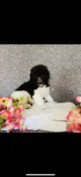 Naomi , a female Poodle - Standard  and Newfypoo for sale in Burlington, NC – 6 of 10