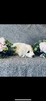 Bernice , a female Poodle - Standard  and Newfypoo for sale in Burlington, NC – 4 of 10