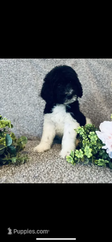 Micah  – Poodle - Standard , Newfypoo puppy for sale in Burlington, NC