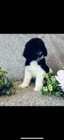 Micah , a male Poodle - Standard  and Newfypoo for sale in Burlington, NC – 1 of 10