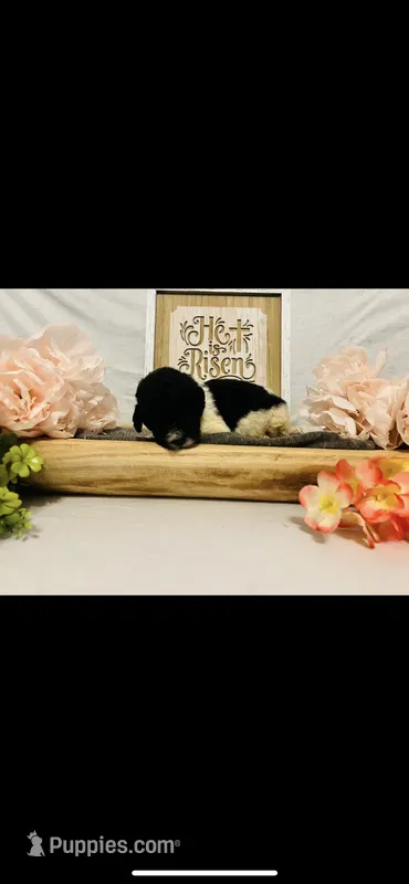 Esther  – Poodle - Standard , Newfypoo puppy for sale in Burlington, NC