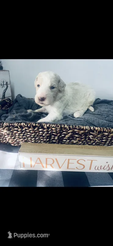 George  – Poodle - Standard , Newfypoo puppy for sale in Burlington, NC