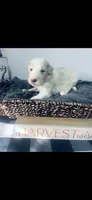 George , a male Poodle - Standard  and Newfypoo for sale in Burlington, NC – 1 of 4