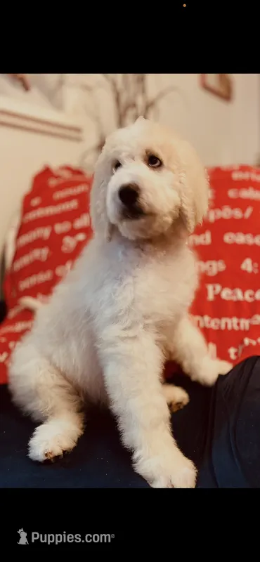 Bernice  – Poodle - Standard , Newfypoo puppy for sale in Burlington, NC