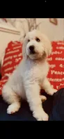 Bernice , a female Poodle - Standard  and Newfypoo for sale in Burlington, NC – 1 of 10