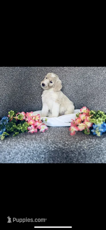 Sarah – Poodle - Standard , Newfypoo puppy for sale in Burlington, NC