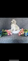 Sarah, a female Poodle - Standard  and Newfypoo for sale in Burlington, NC – 6 of 10