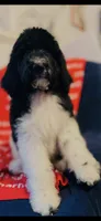 Micah , a male Poodle - Standard  and Newfypoo for sale in Burlington, NC – 4 of 10