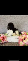 Naomi , a female Poodle - Standard  and Newfypoo for sale in Burlington, NC – 7 of 10