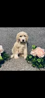 Phoebe , a female Poodle - Standard  and Newfypoo for sale in Burlington, NC – 2 of 10