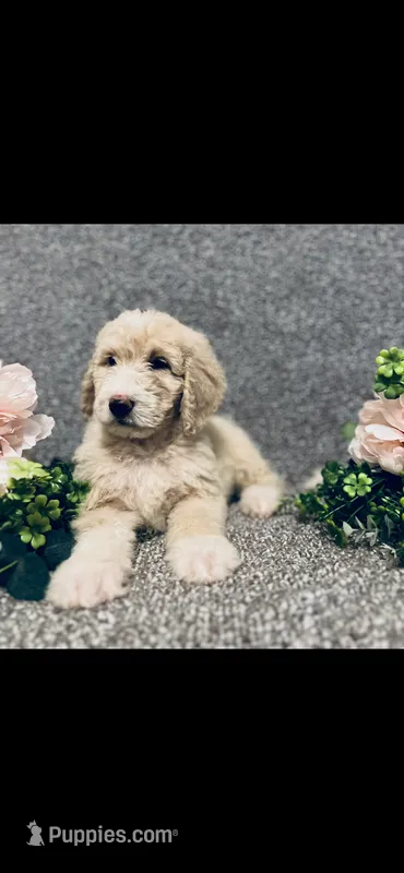 Phoebe  – Poodle - Standard , Newfypoo puppy for sale in Burlington, NC