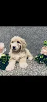 Phoebe , a female Poodle - Standard  and Newfypoo for sale in Burlington, NC – 3 of 10