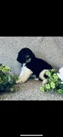 Micah , a male Poodle - Standard  and Newfypoo for sale in Burlington, NC – 3 of 10