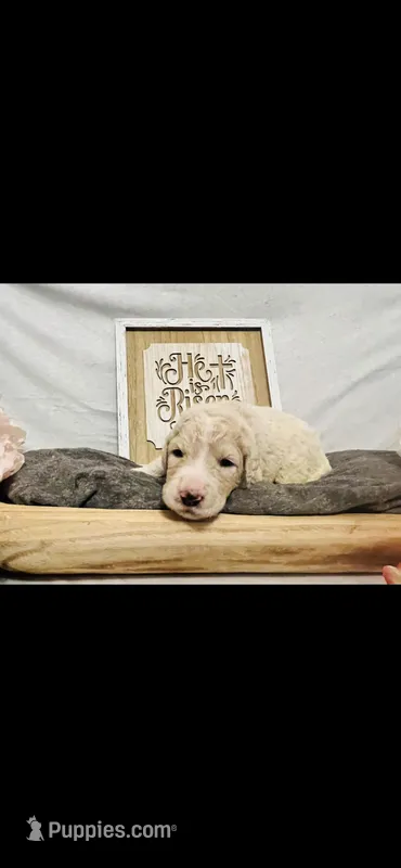 Phoebe  – Poodle - Standard , Newfypoo puppy for sale in Burlington, NC