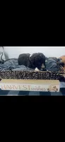 Burke , a male Poodle - Standard  and Newfypoo for sale in Burlington, NC – 2 of 4