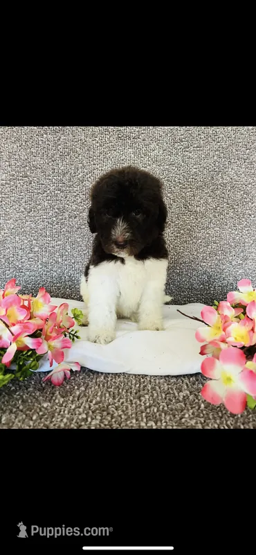 Naomi  – Poodle - Standard , Newfypoo puppy for sale in Burlington, NC