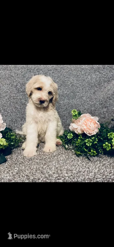 Mary – Poodle - Standard , Newfypoo puppy for sale in Burlington, NC