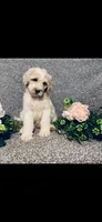 Mary, a female Poodle - Standard  and Newfypoo for sale in Burlington, NC – 1 of 10