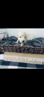Izzy, a female Poodle - Standard  and Newfypoo for sale in Burlington, NC – 3 of 4