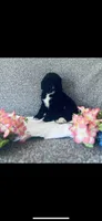 Martha , a female Poodle - Standard  and Newfypoo for sale in Burlington, NC – 8 of 10